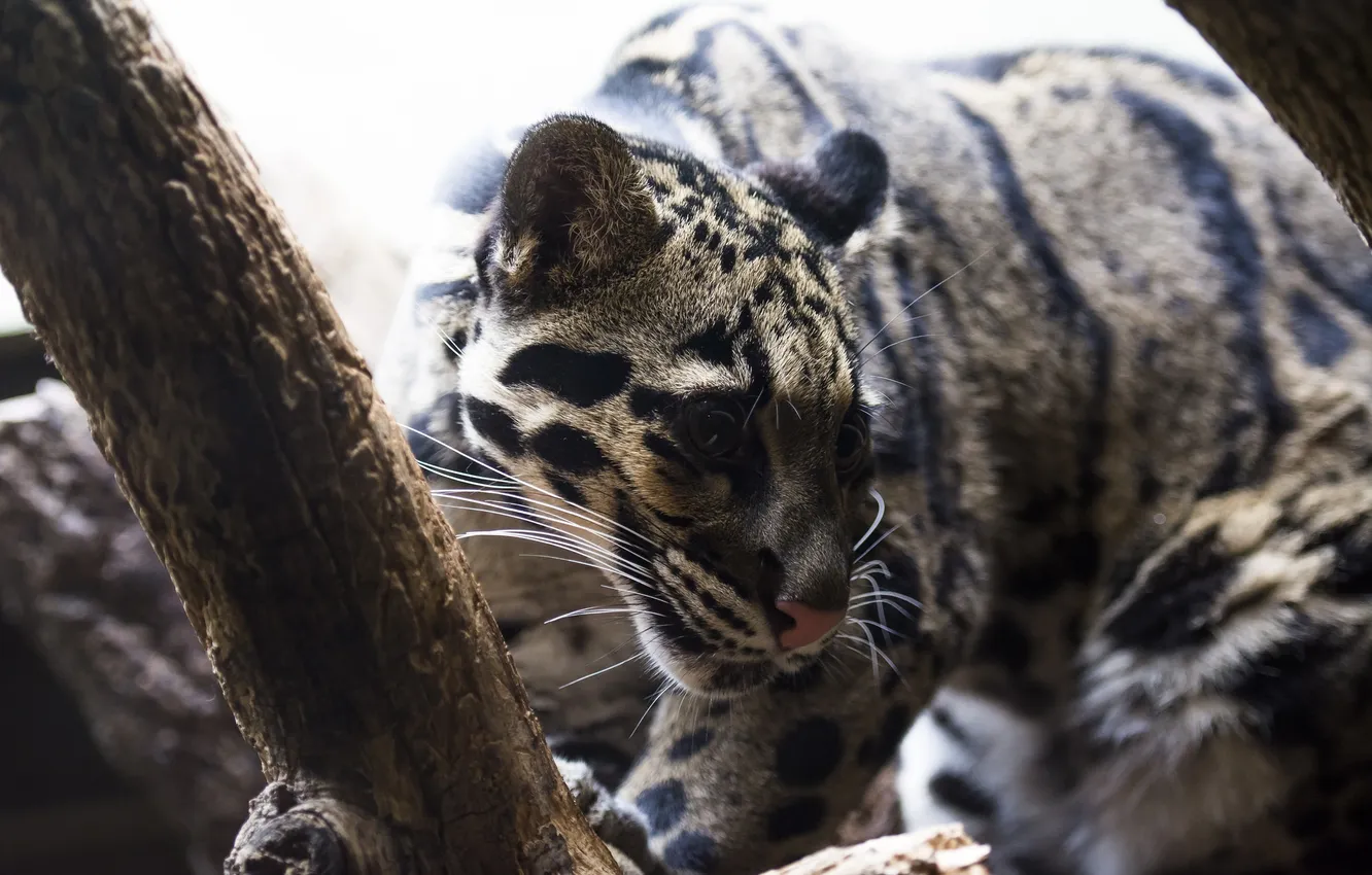 Photo wallpaper face, light, predator, wild cat, clouded leopard