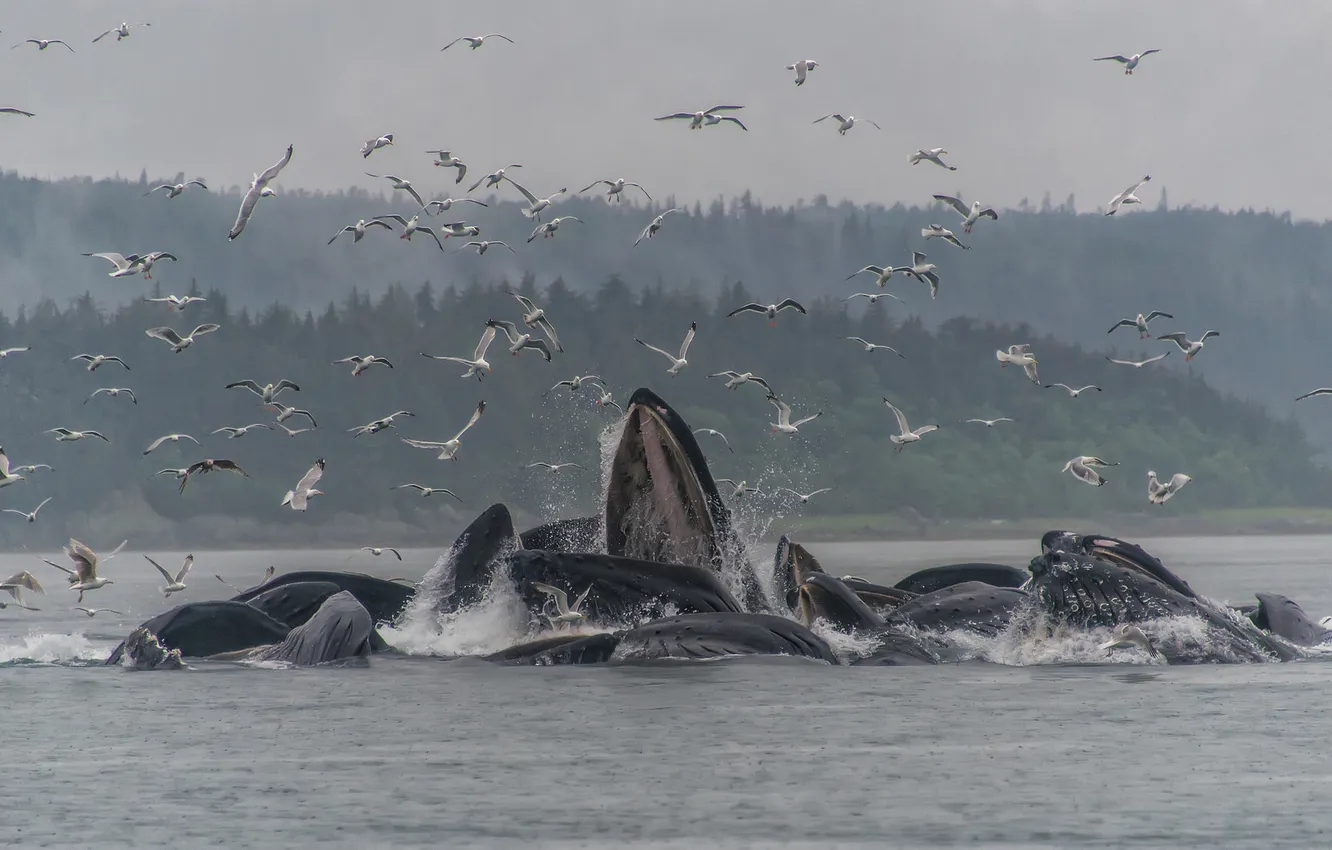 Photo wallpaper fog, rain, seagulls, humpback whales