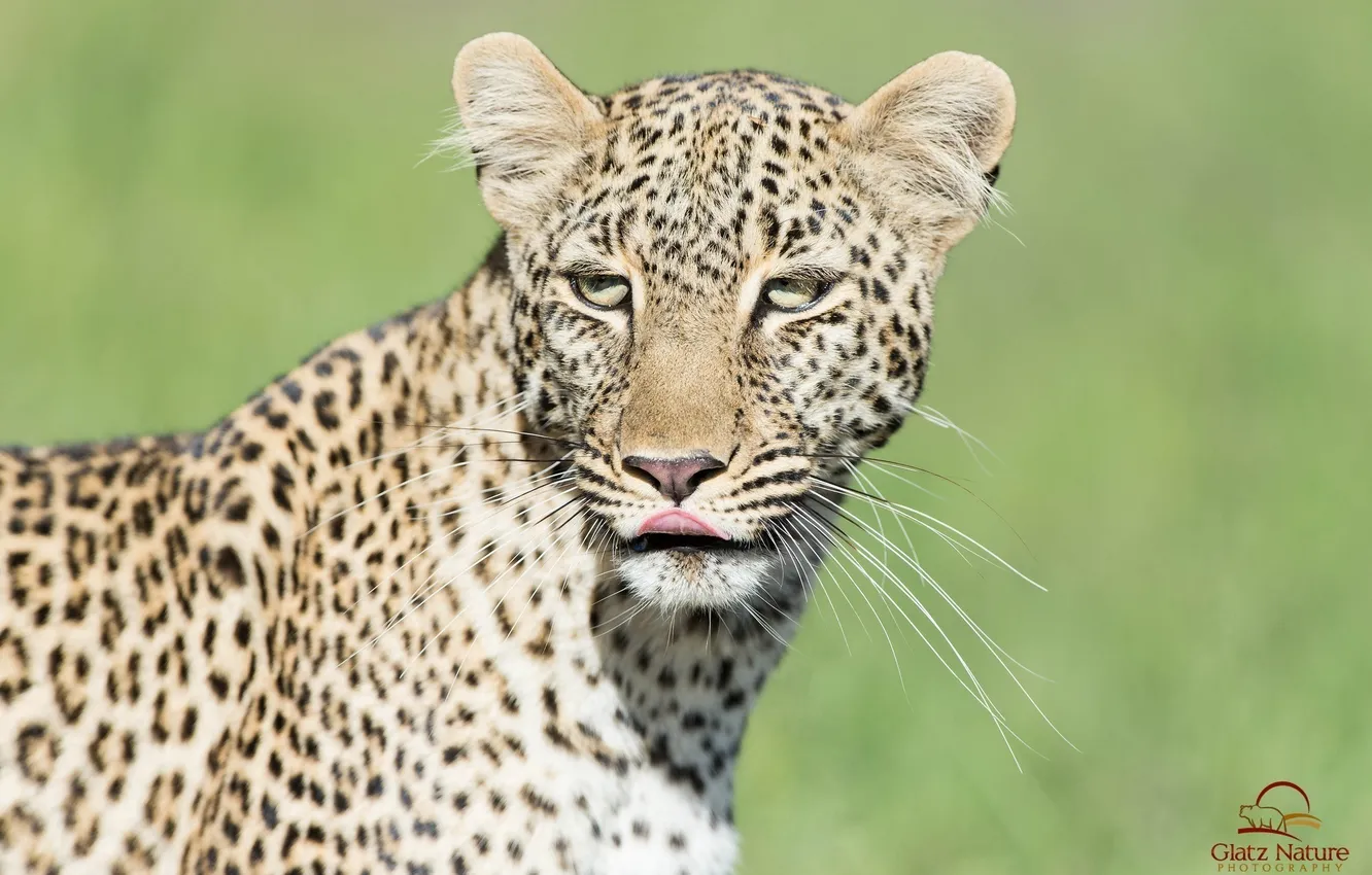 Photo wallpaper language, face, predator, leopard, wild cat