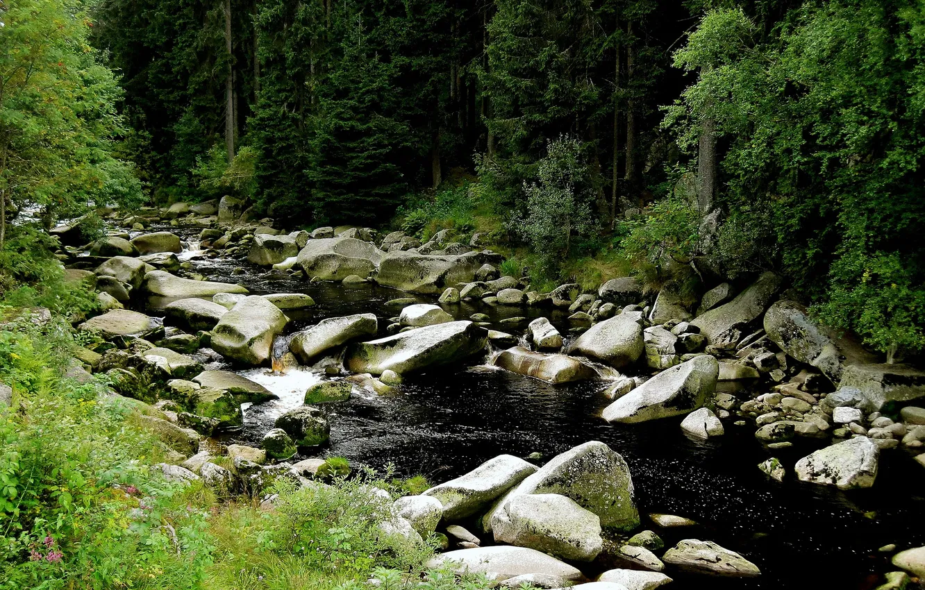 Photo wallpaper forest, summer, river, stones