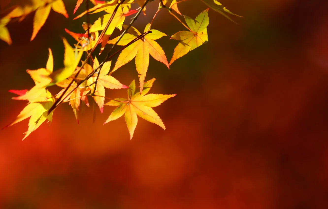 Photo wallpaper autumn, leaves, trees, yellow, maple