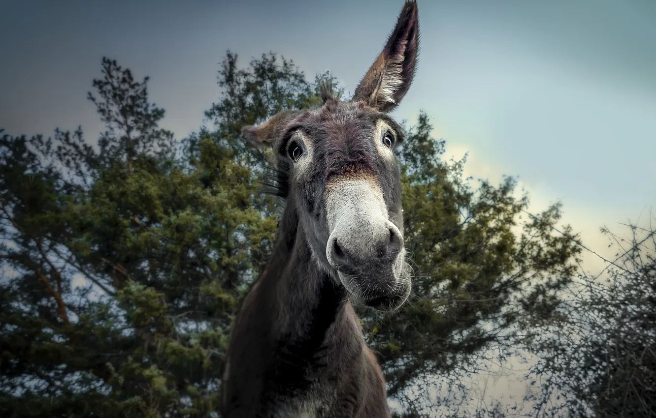 Photo wallpaper face, background, donkeys