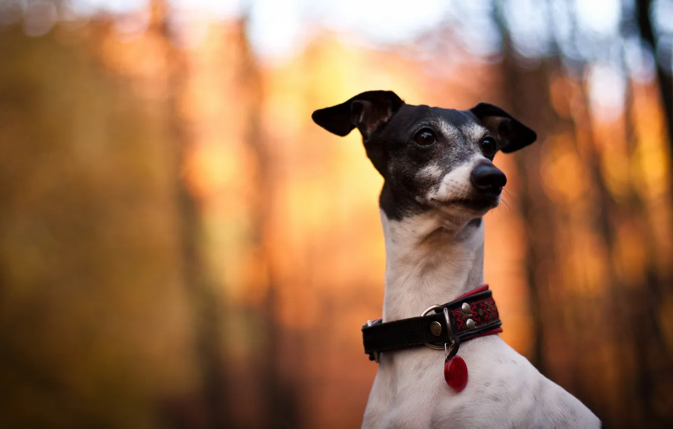 Photo wallpaper look, background, dog