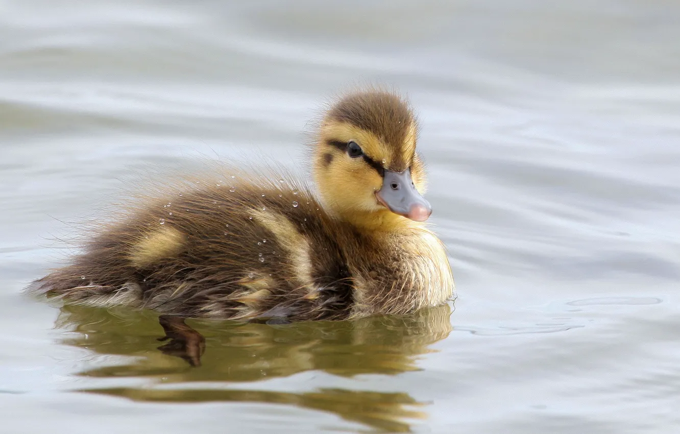Photo wallpaper nature, bird, duck