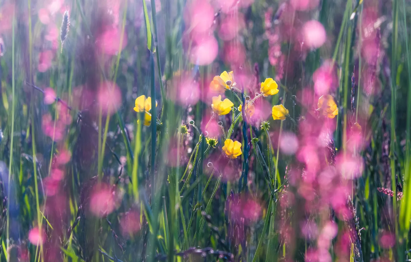 Photo wallpaper flowers, spring, May, meadow, self