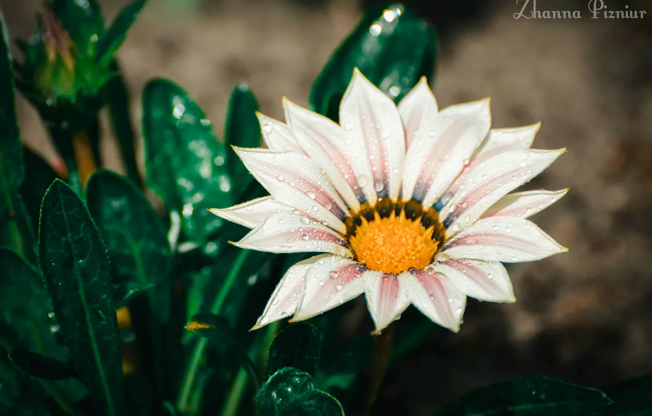 Photo wallpaper flower, summer, Rosa, rain