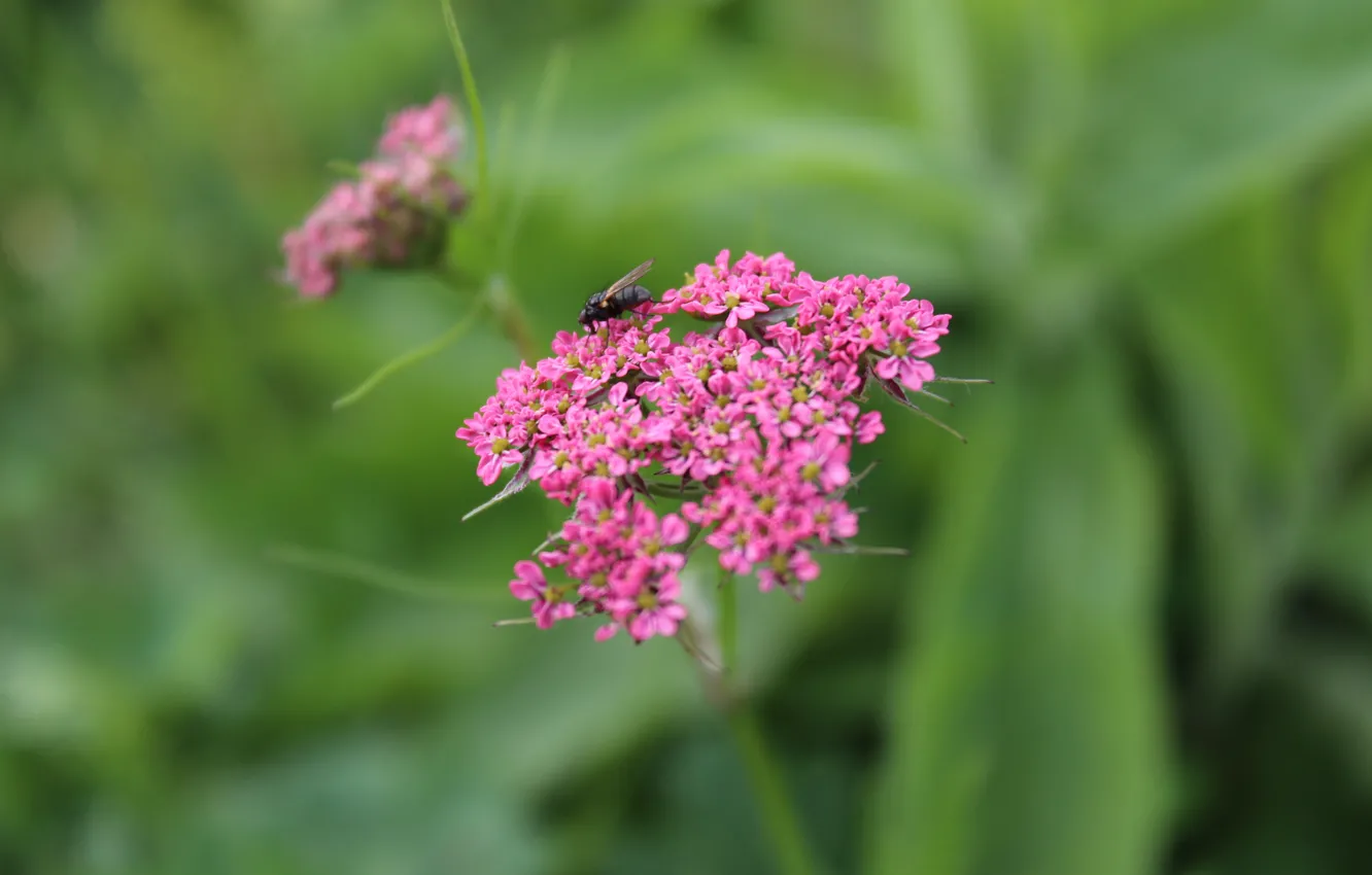 Photo wallpaper flowers, nature, contrast