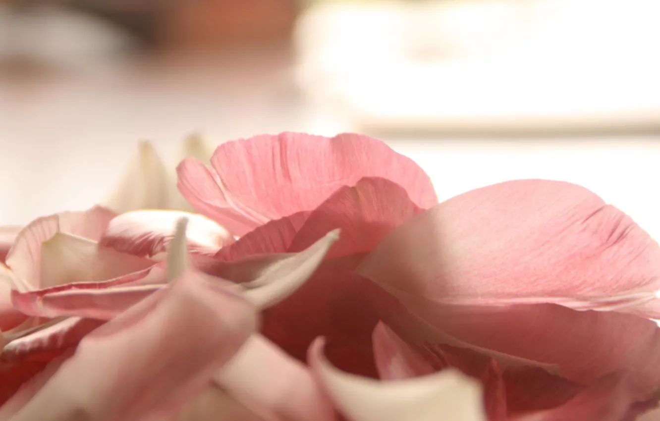 Photo wallpaper light, flowers, petals, pink