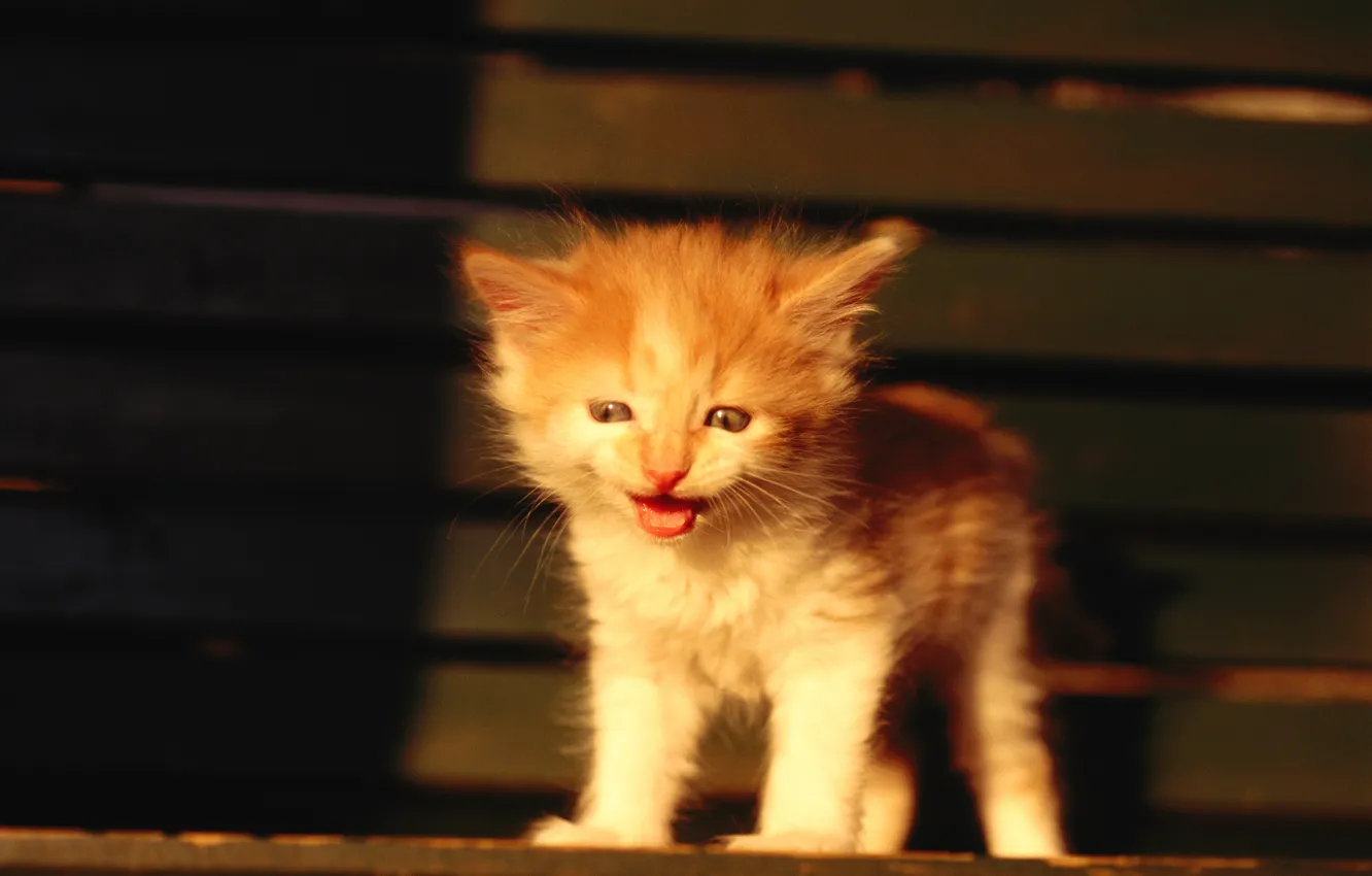 Photo wallpaper red, kitty, market