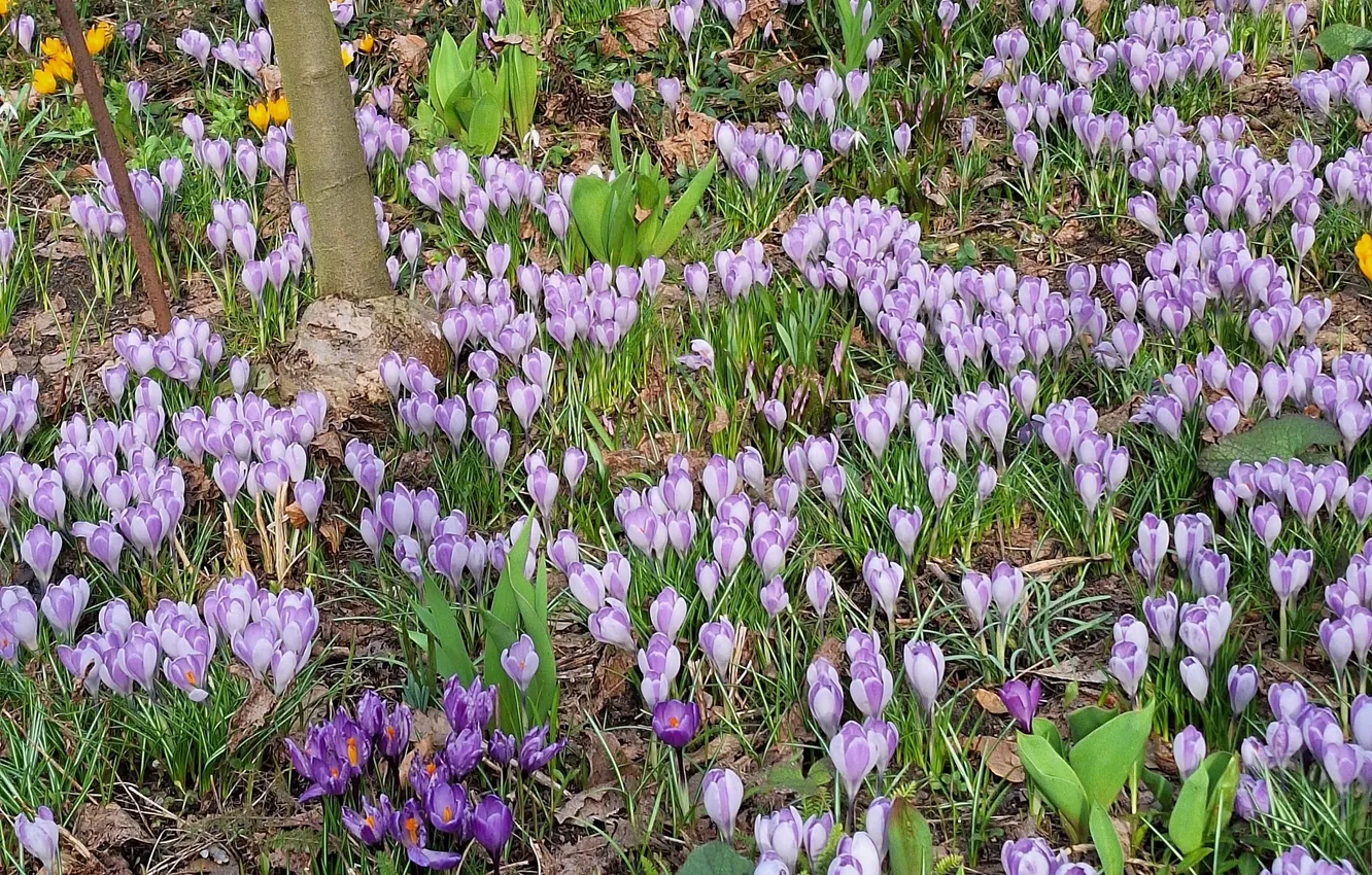 Photo wallpaper Crocuses, colours, flower garden