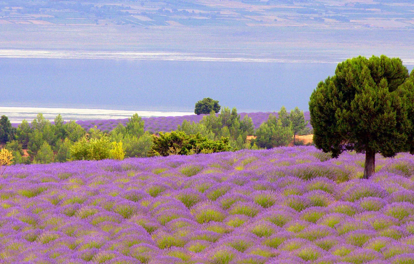 Photo wallpaper trees, flowers, clouds, lavender, horizon, countryside, farm, lavender field