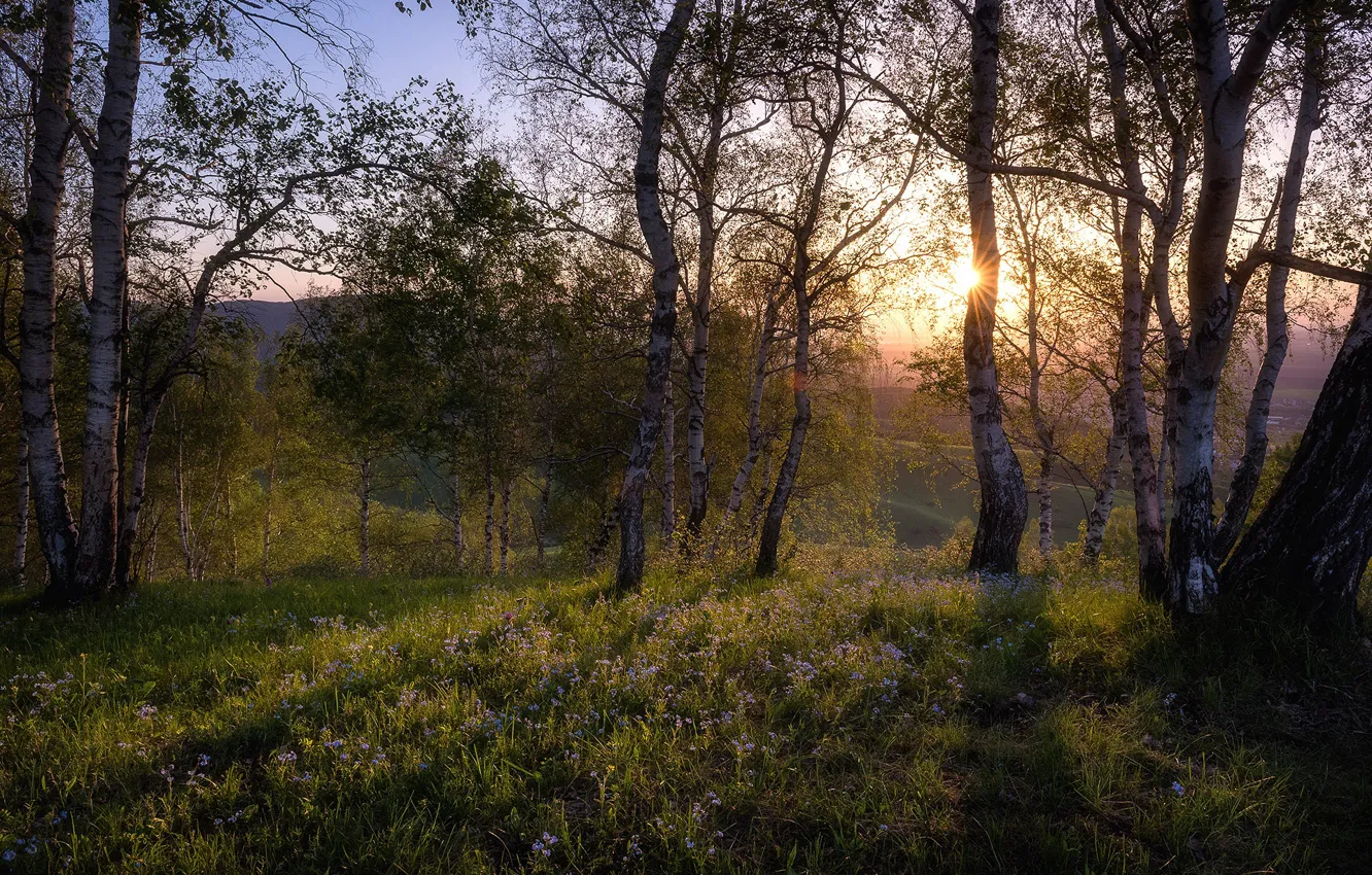 Photo wallpaper greens, forest, the sun, flowers, spring, birch, birch grove