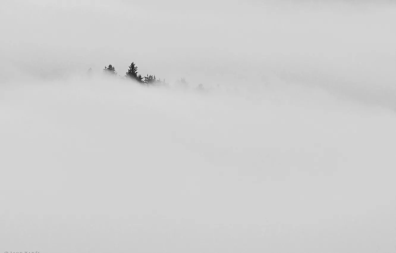 Photo wallpaper forest, fog, background