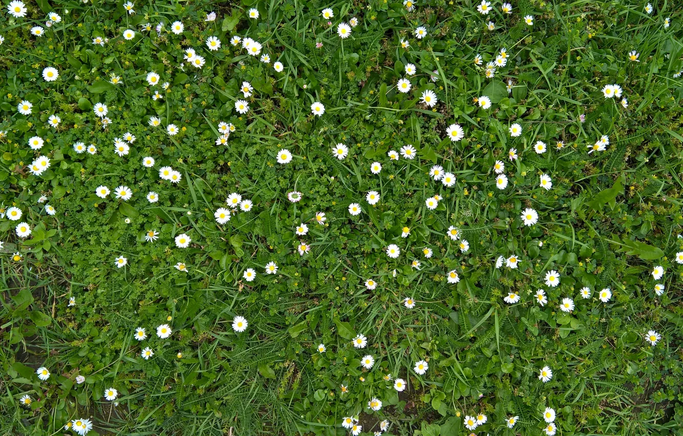 Photo wallpaper green, wallpaper, white, grass, yellow, texture, flowers, background