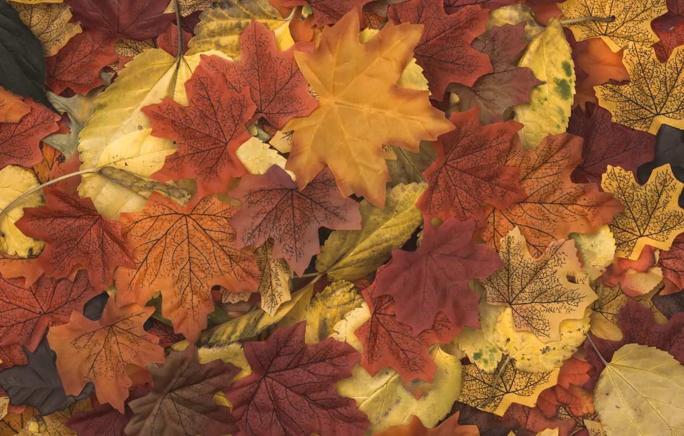 Photo wallpaper autumn, leaves, background, colorful, wood, background, autumn, leaves