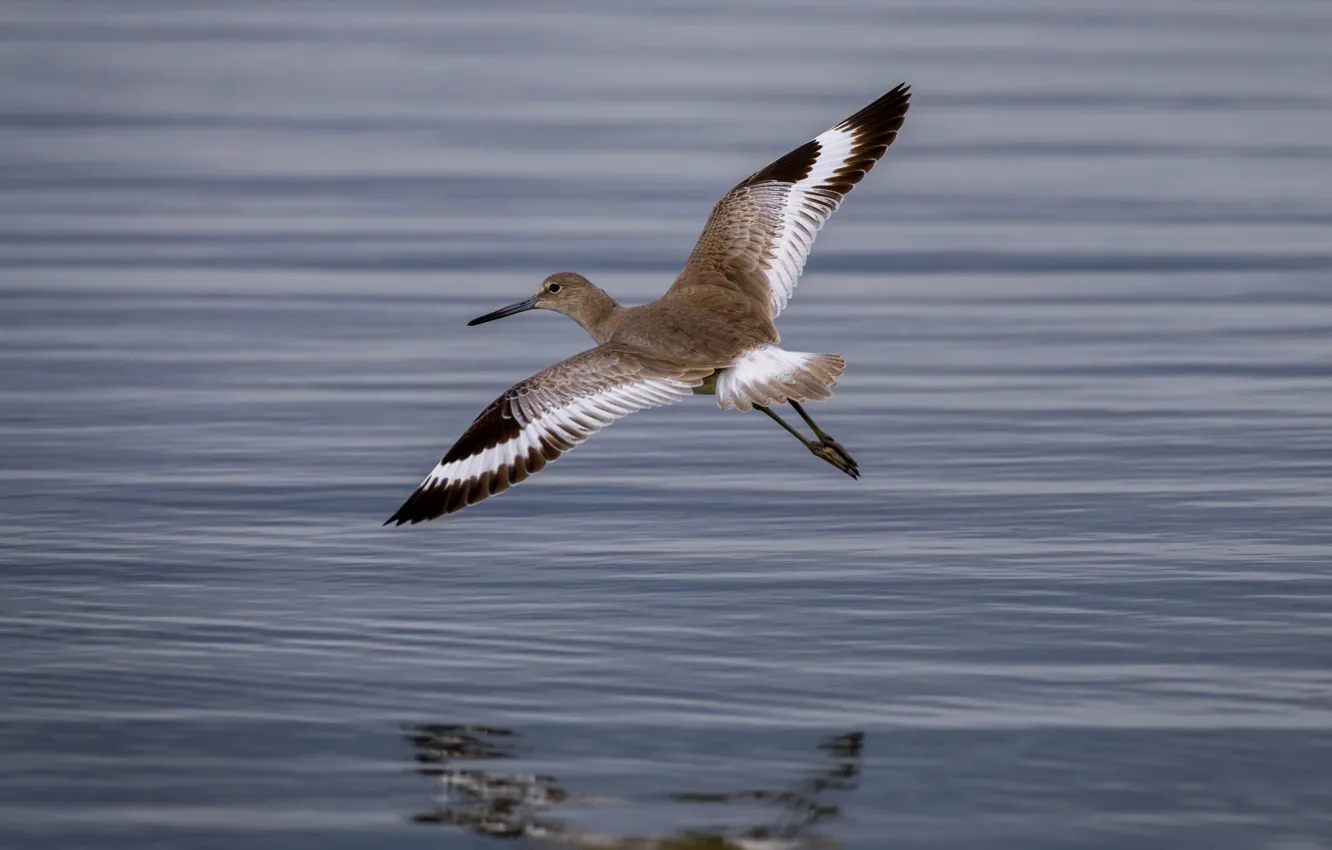 Photo wallpaper flight, bird, wings, pereponchatokrylye snails, Snipe