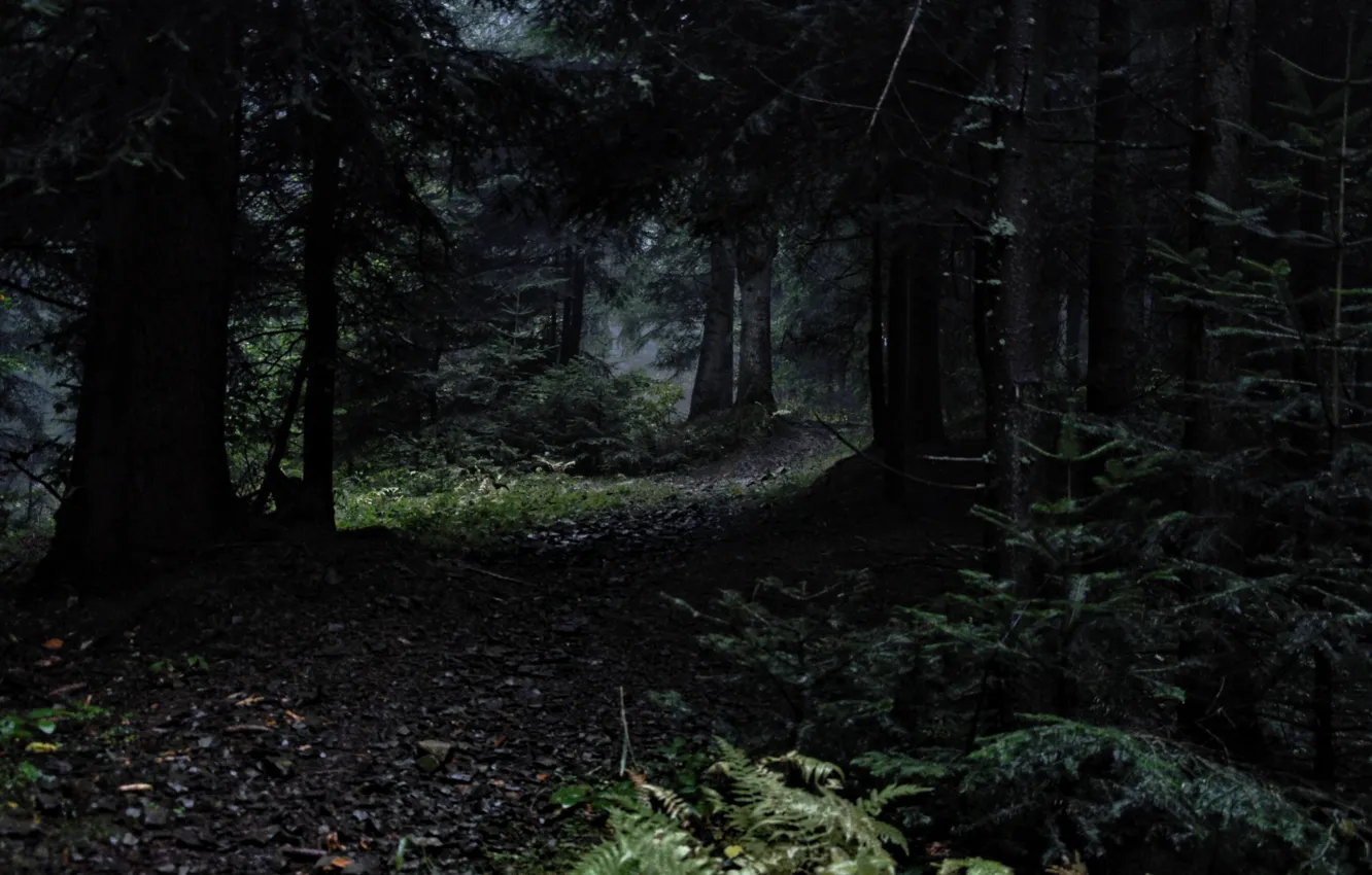 Photo wallpaper forest, trees, nature, Poland, path