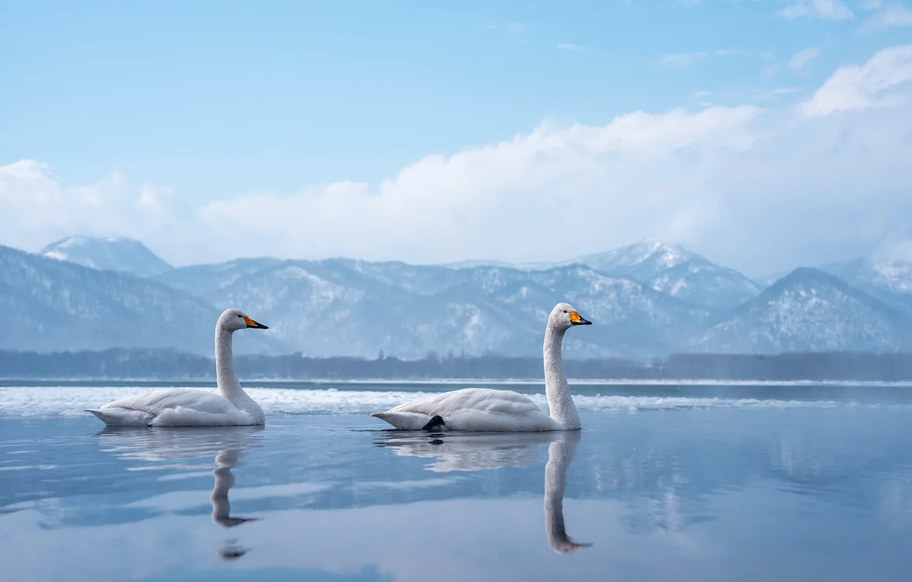Photo wallpaper nature, bird, swans