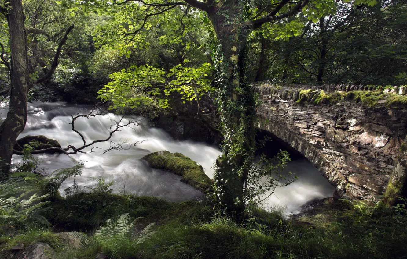 Photo wallpaper trees, bridge, river