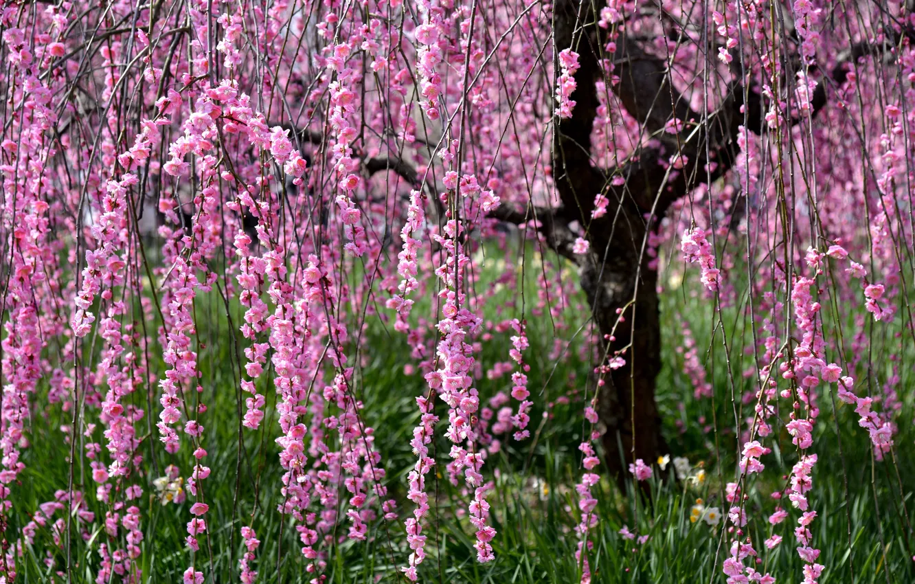 Photo wallpaper tree, Sakura, flowering