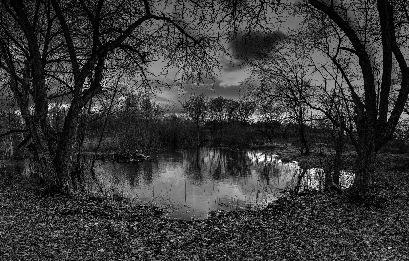 Photo wallpaper trees, nature, pond, black and white, pond, Old Park, Alexander Zhuravlev