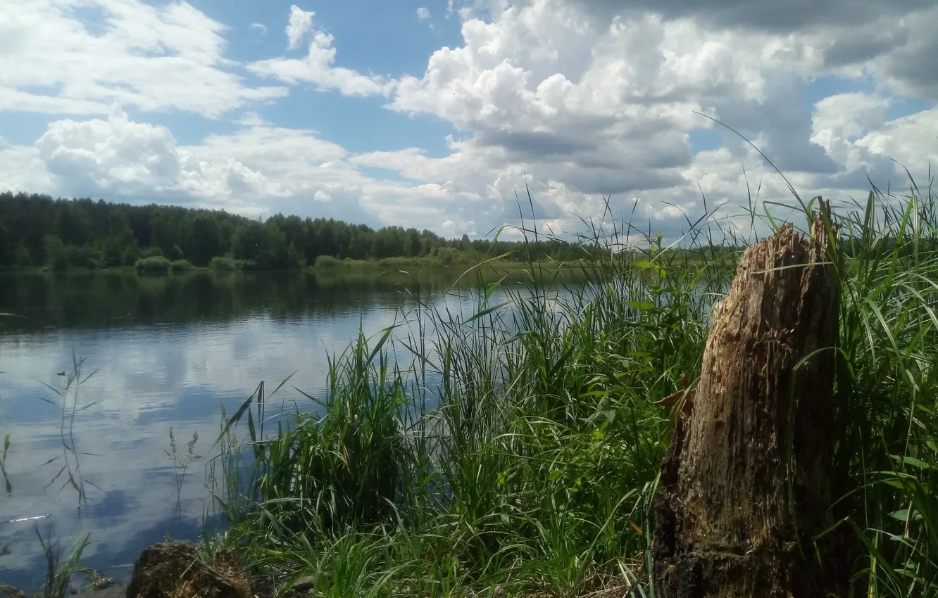 Photo wallpaper forest, summer, the sky, grass, water, clouds, lake, river