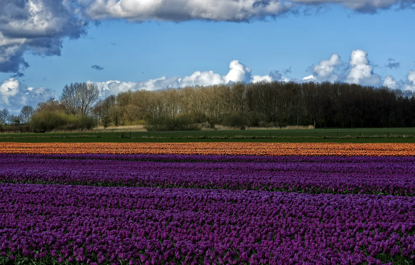 Photo wallpaper forest, purple, clouds, flowers, blue, spring, tulips, lilac