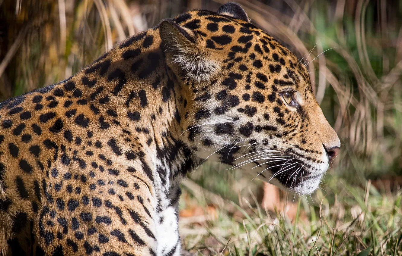 Photo wallpaper cat, face, Jaguar, profile