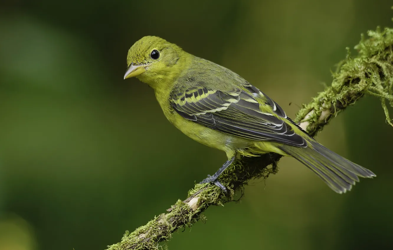 Photo wallpaper look, bird, green background