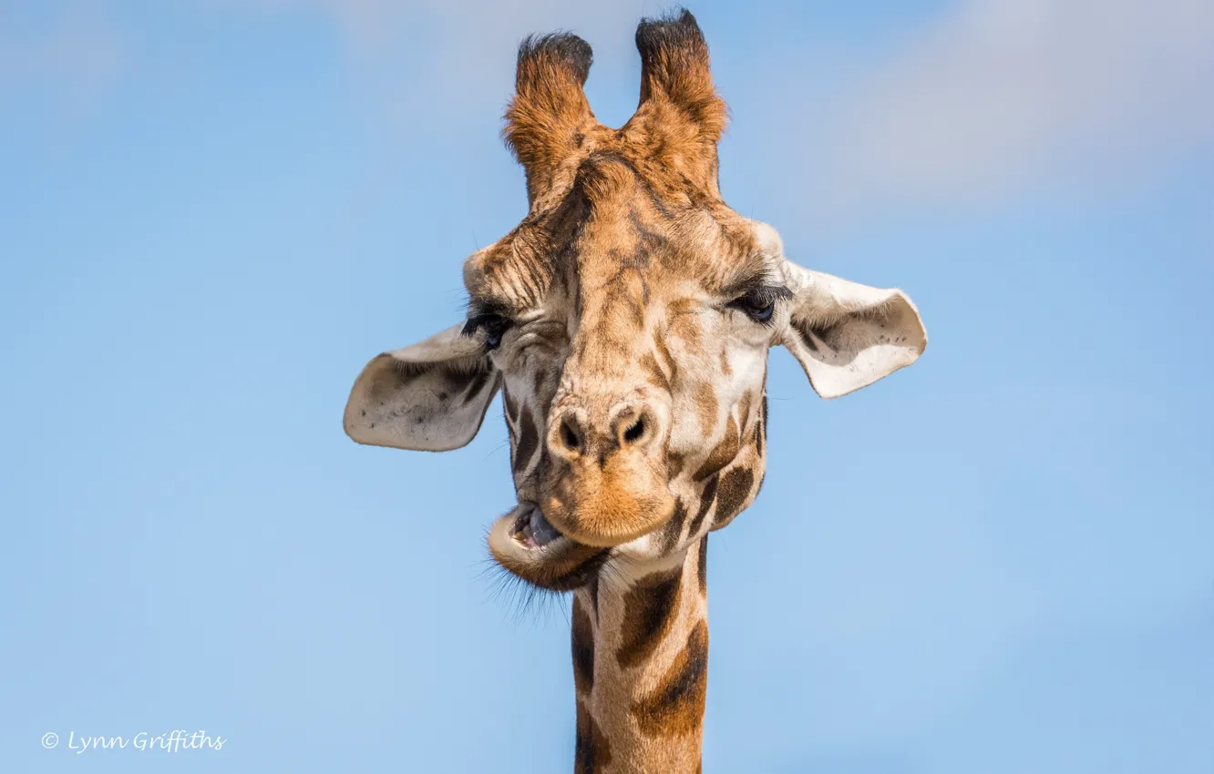 Photo wallpaper face, giraffe, grimace