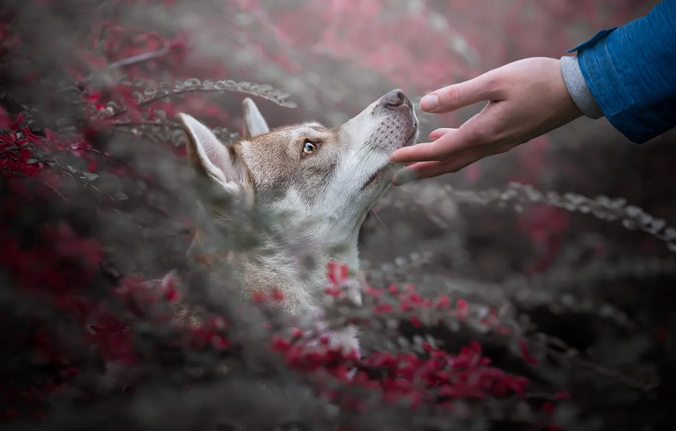 Photo wallpaper look, branches, nature, animal, dog, head, hands, profile
