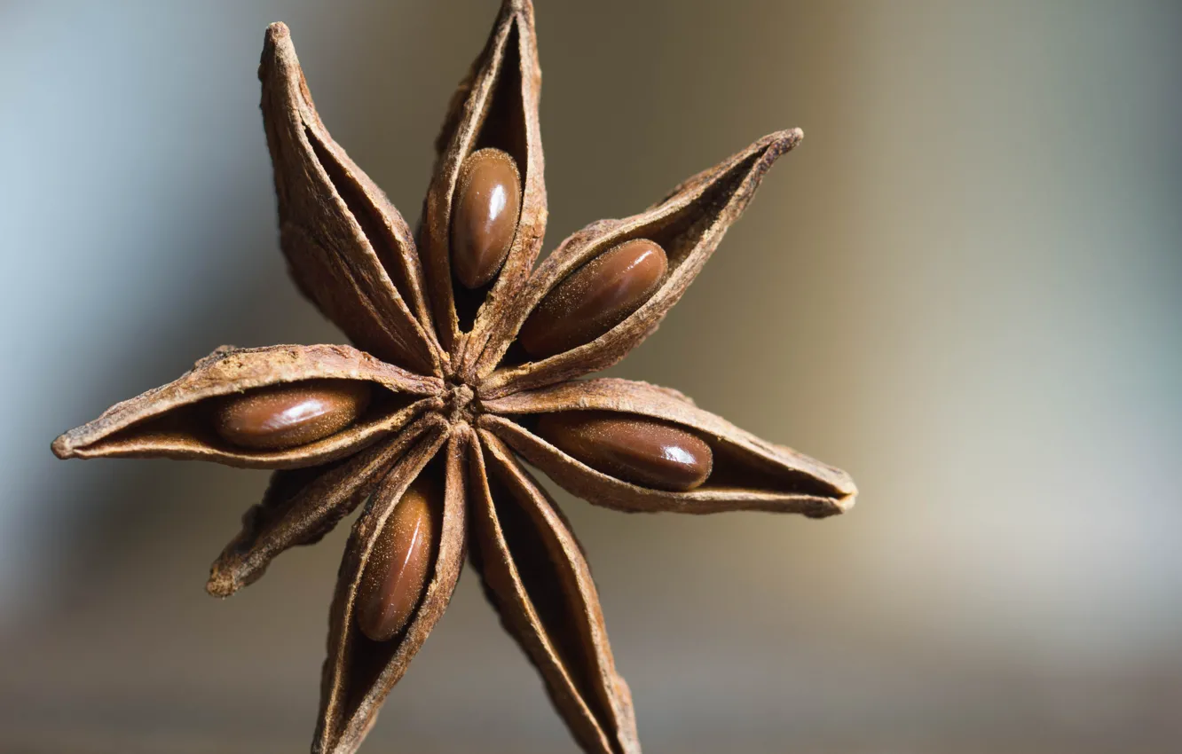 Photo wallpaper seeds, spices, Anis