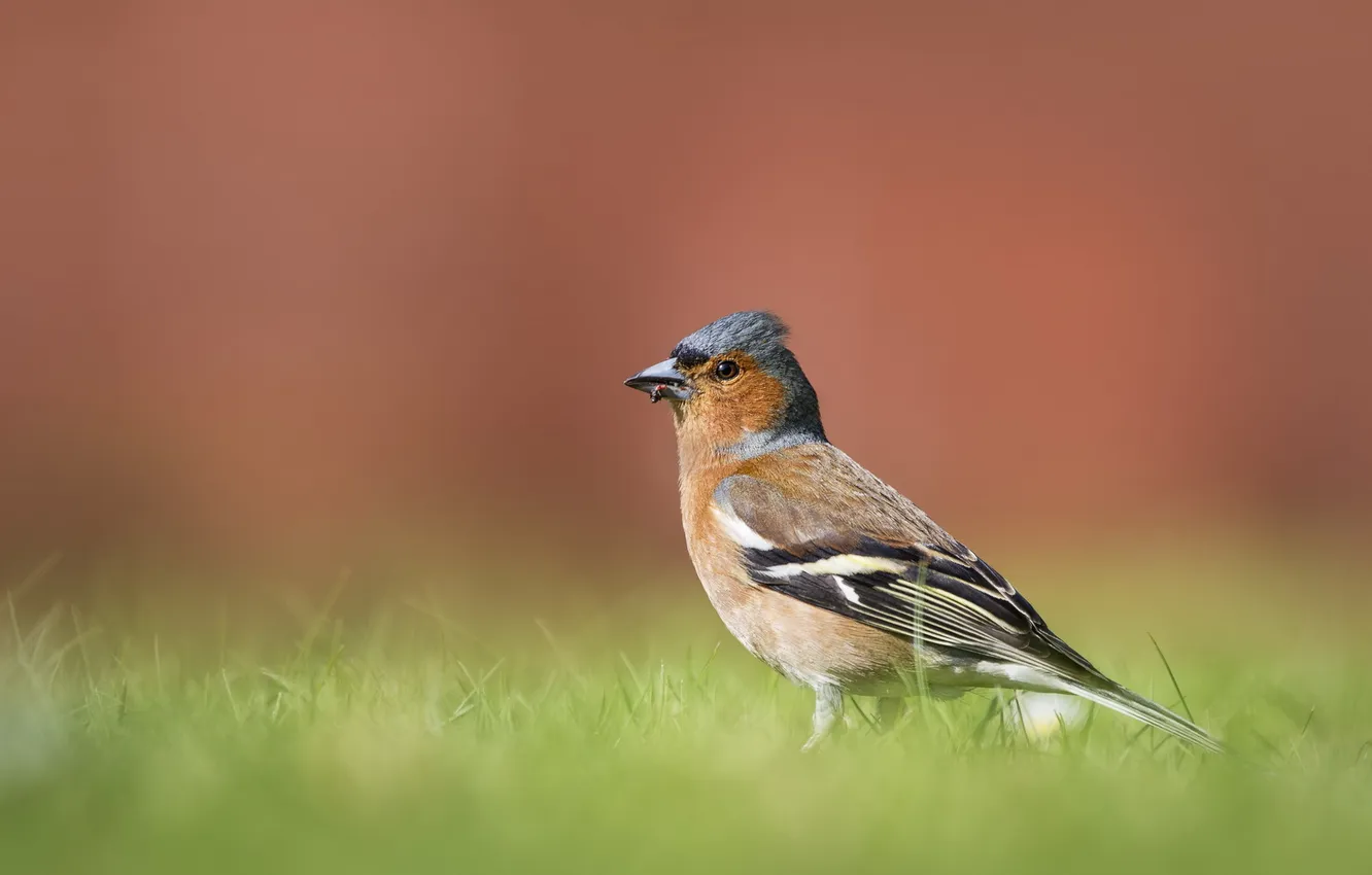 Photo wallpaper nature, background, bird