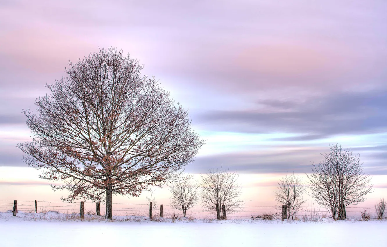 Photo wallpaper winter, the sky, snow, tree, pink, the bushes