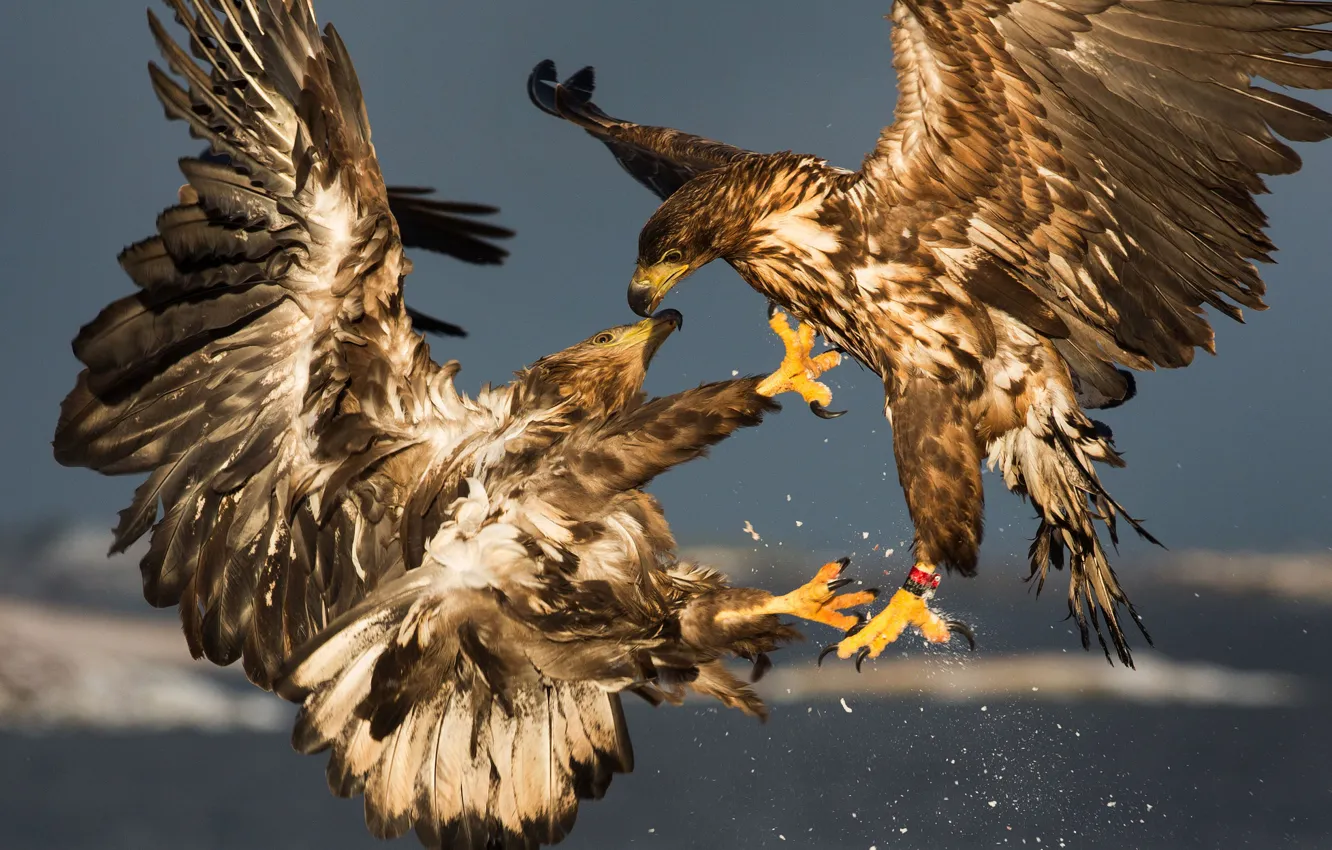 Photo wallpaper birds, the eagles, sparring