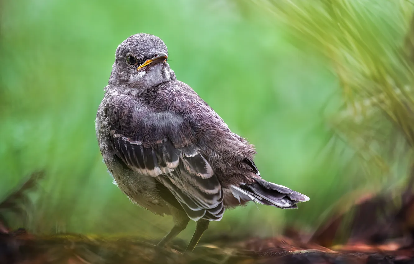 Photo wallpaper bird, feathers, pose
