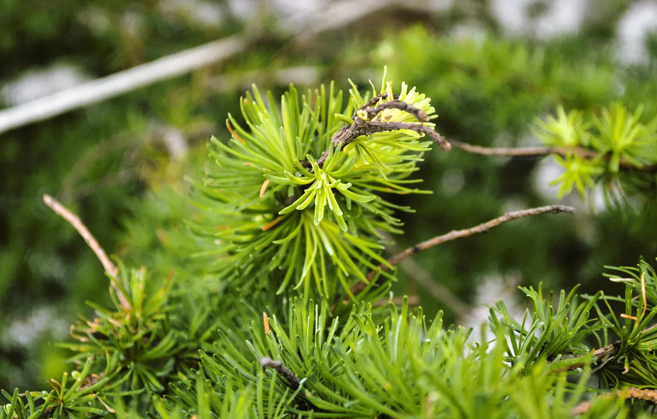 Photo wallpaper greens, forest, green, tree, spruce, bumps