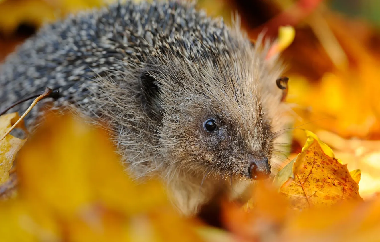Photo wallpaper autumn, leaves, needles, hedgehog