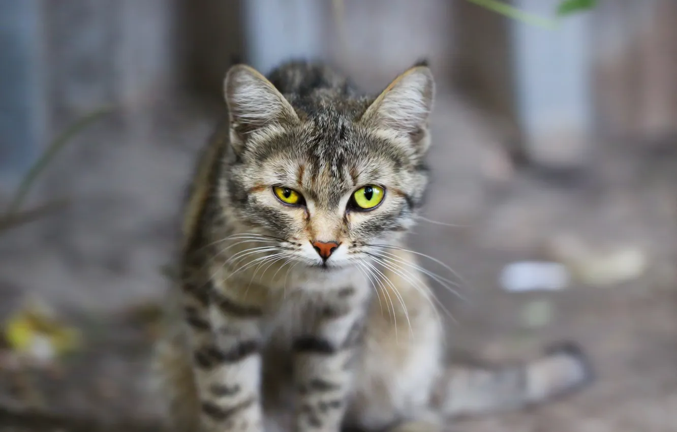 Photo wallpaper cat, look, background