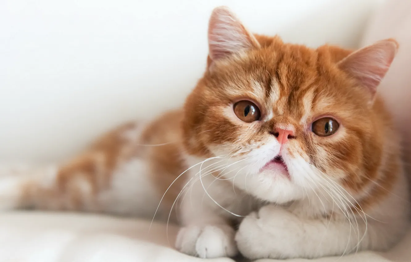 Photo wallpaper cat, look, background