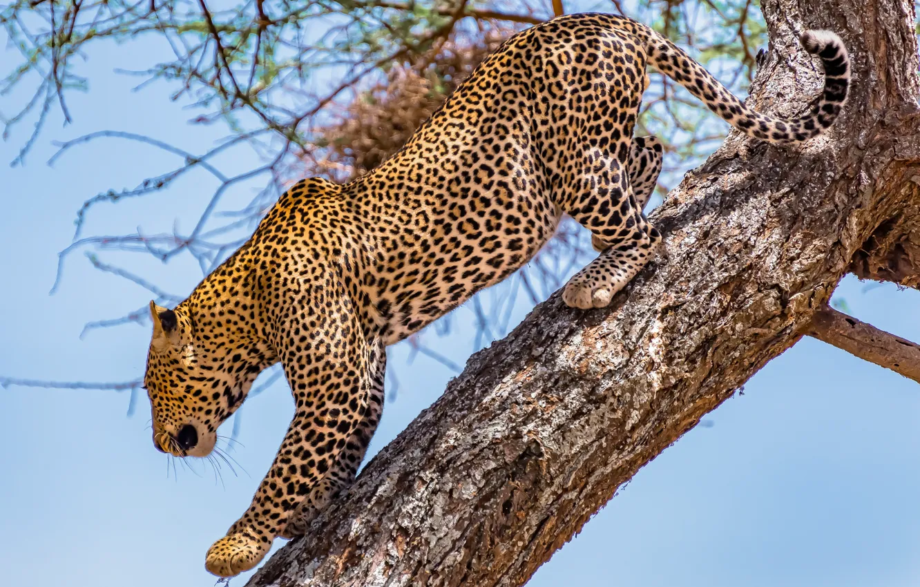 Photo wallpaper trees, predator, leopard, big cat, Coming down