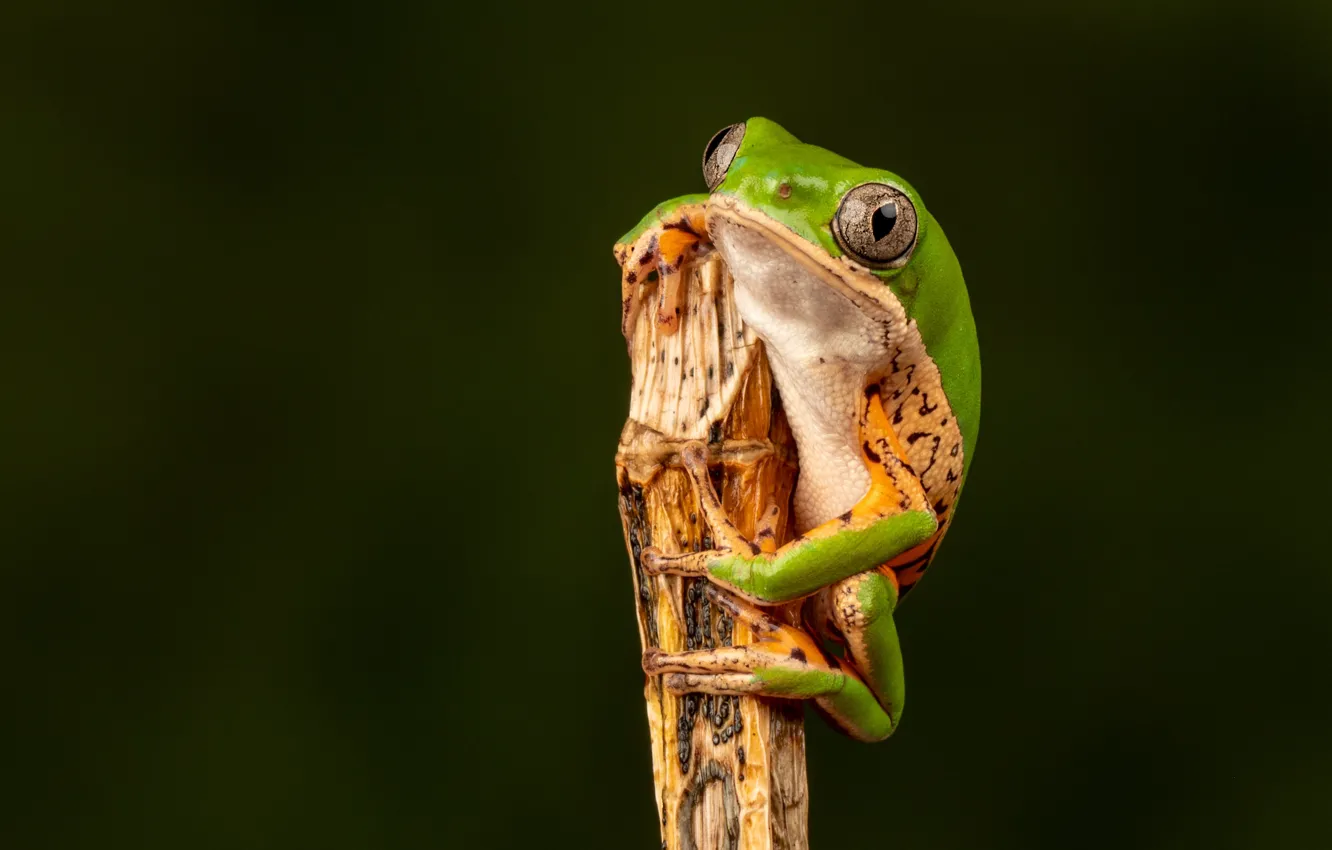 Photo wallpaper pose, the dark background, frog, stem, green