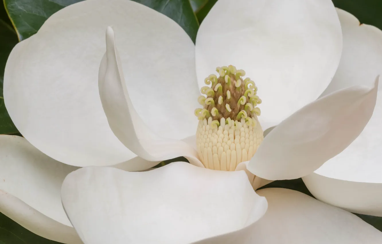 Photo wallpaper white, macro, petals, Magnolia