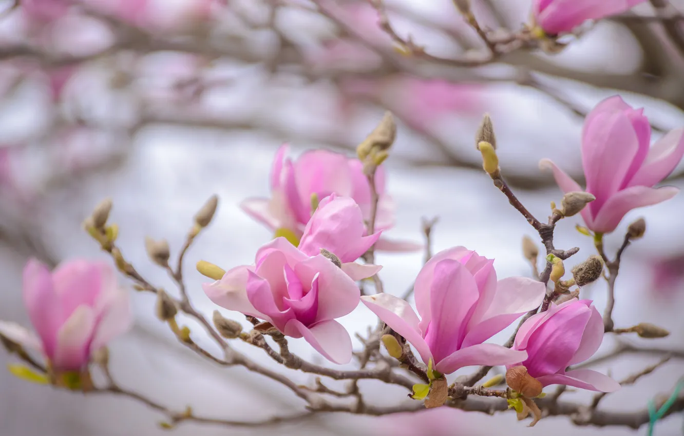 Photo wallpaper macro, branches, spring, pink, Magnolia