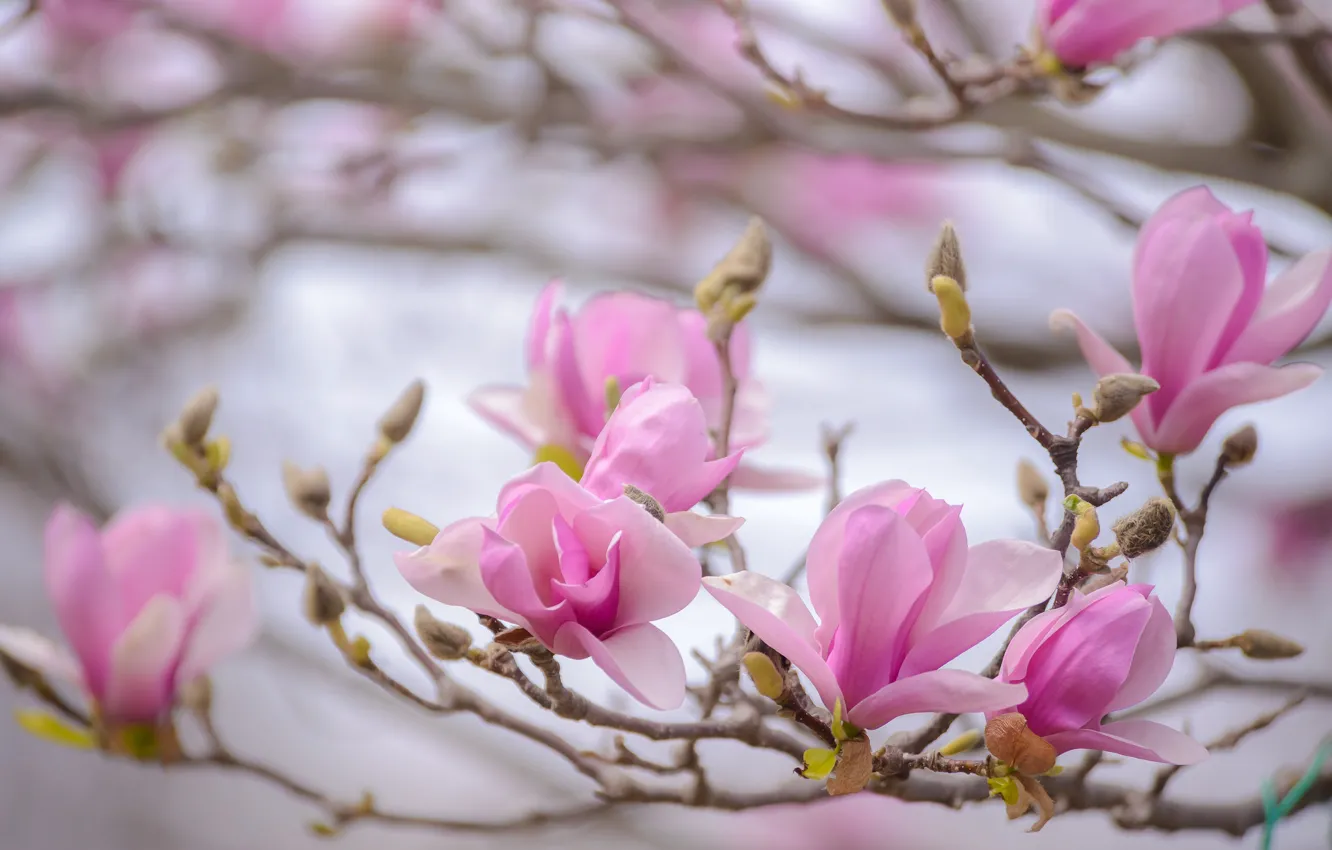 Photo wallpaper macro, pink, branch, spring, Magnolia