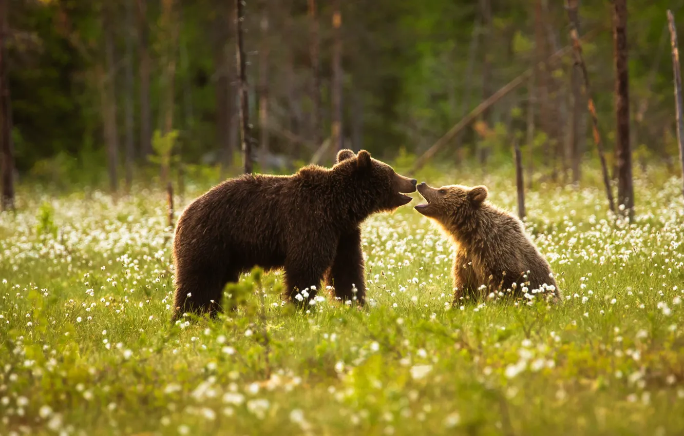 Photo wallpaper forest, summer, grass, trees, flowers, glade, two, bear