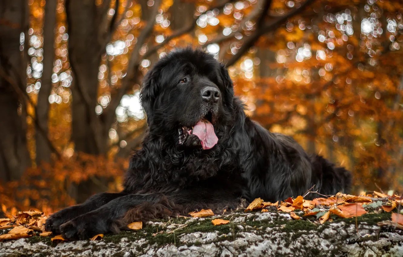 Photo wallpaper autumn, look, leaves, branches, nature, background, sadness, foliage