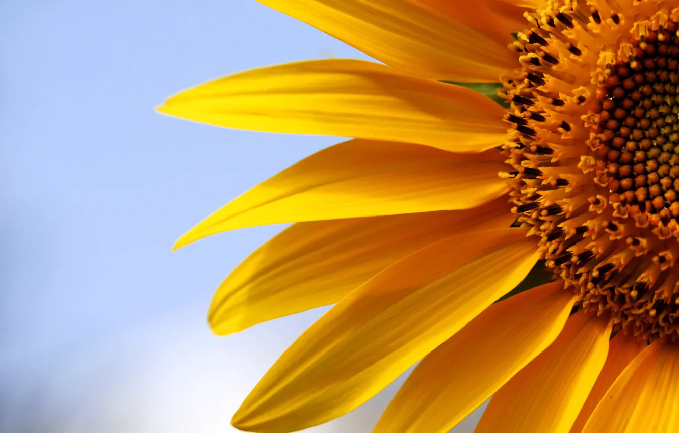 Photo wallpaper macro, sunflowers, nature