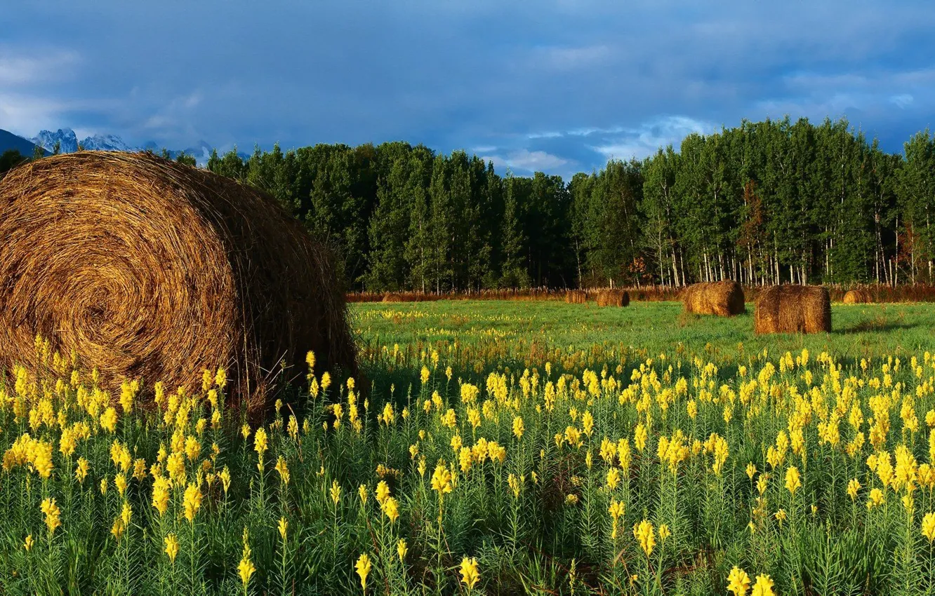 Photo wallpaper field, flowers, mountains, hay