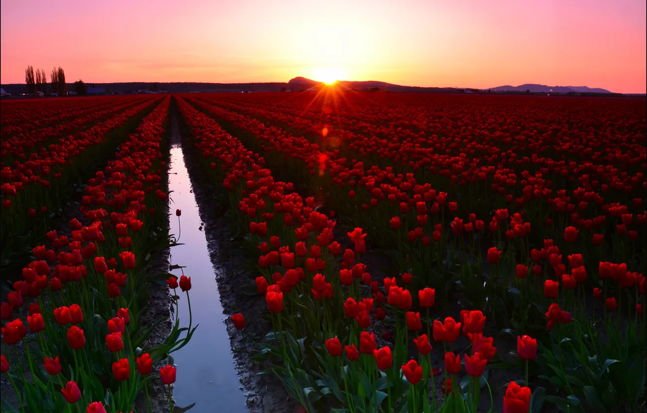 Photo wallpaper field, the sky, water, the sun, rays, landscape, flowers, red